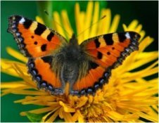 Insect Pollination