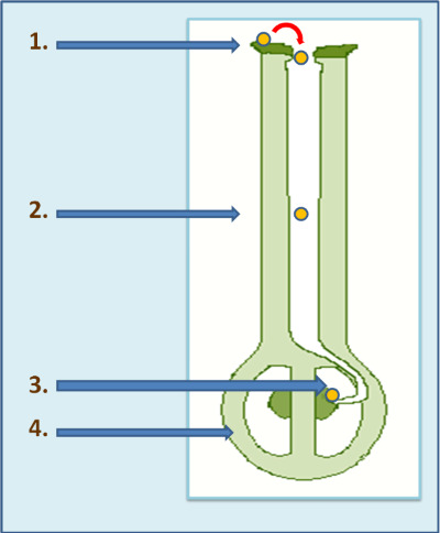 pollination diagram plant pollination process pollination diagram plant pollination process