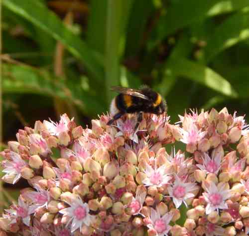 What do honey bees eat?