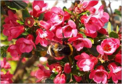 Plantas para atraer a las abejas: arbustos, setos y árboles