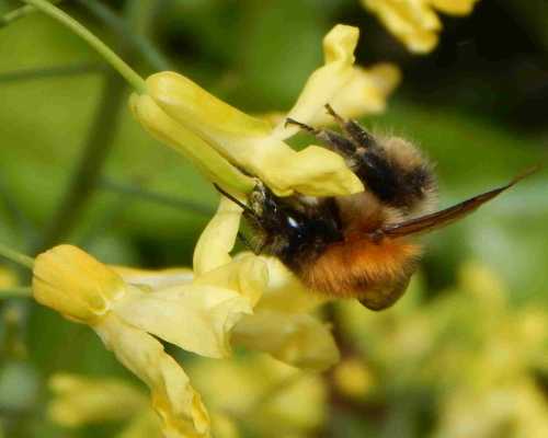 friendly vegetables bee friendly plants fruit and vegetables friendly vegetables bee friendly plants fruit and vegetables