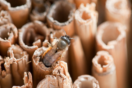 Mason Bee Nest