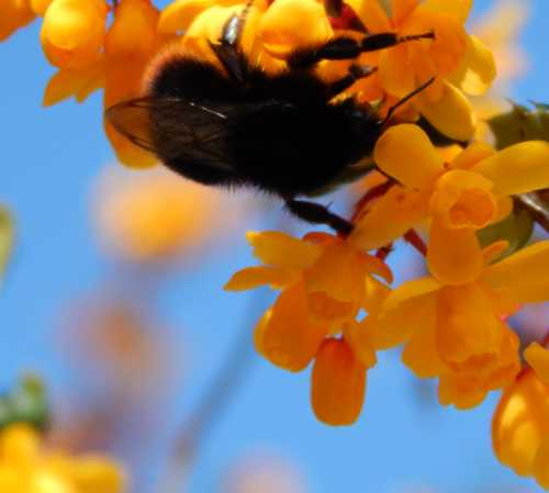 Going Native: Nuestras 10 plantas nativas para Houston