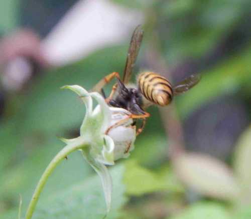Do Wasps Pollinate Flowers?