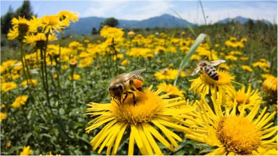 Honey bees Honey bees