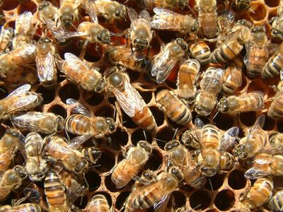 Honey bee queen Honey bee queen