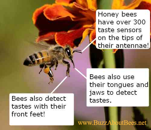 Bees Blog From Buzz About Bees 