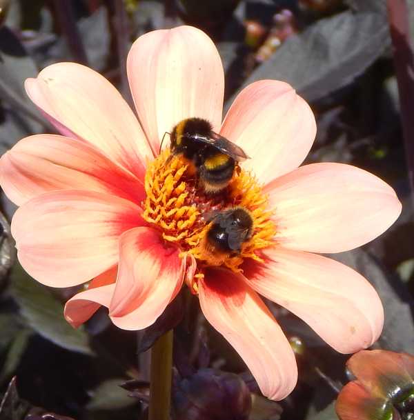 2 Bumble bees - Bombus species foraging on peach coloured Dahlia flower 2 Bumble bees - Bombus species foraging on peach coloured Dahlia flower