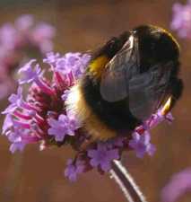 Bee Garden Tips