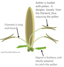 Plant Pollination Process