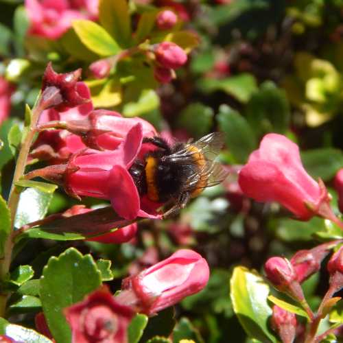 15 Flowering Shrubs For Bees