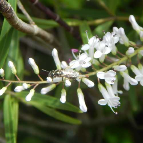 15 Flowering Shrubs For Bees