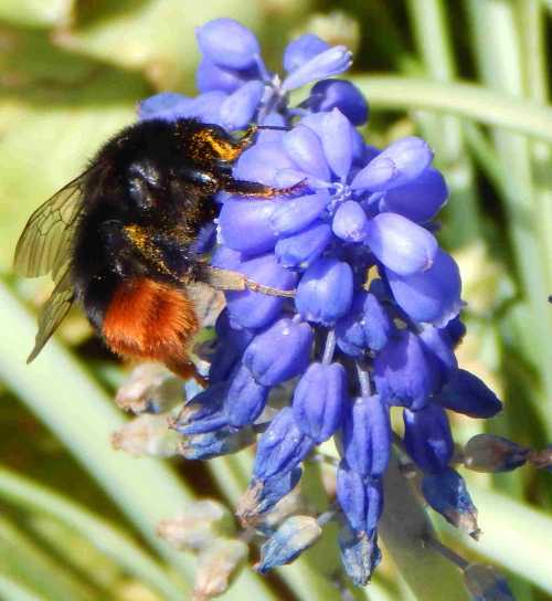 Flower Bulbs For Bees