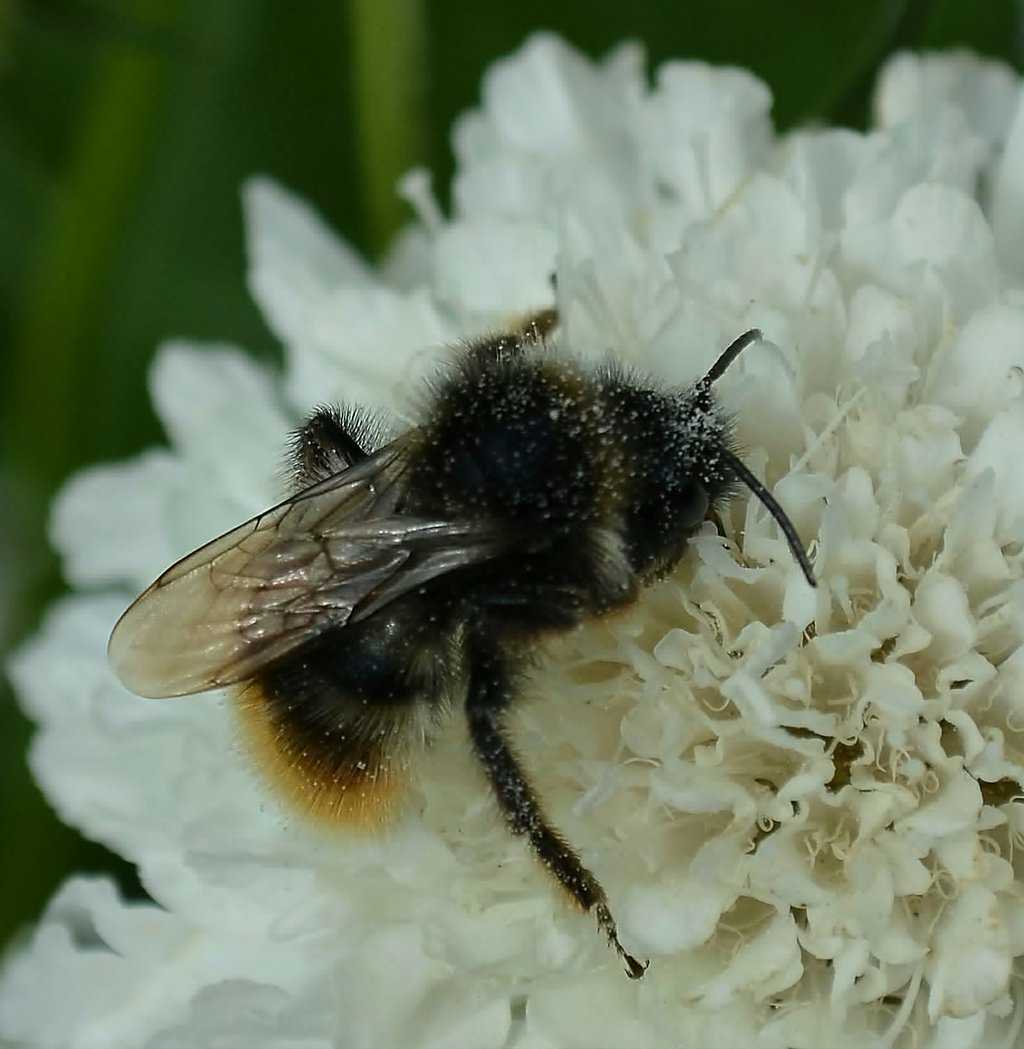 Why Do Bees Need Nectar And Pollen?