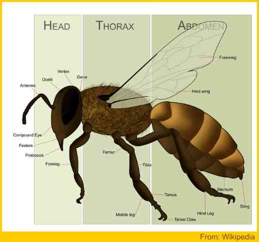Honey Bee Anatomy - With Illustration And Explanatory Notes
