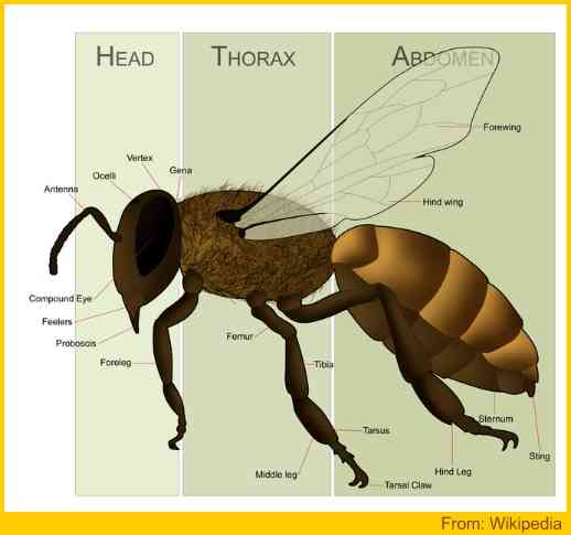 Honey Bee Anatomy