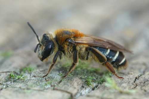 Female short fringed mining bee on wood, side view.
A slim bee with ginger thorax, dark abdomen with pale fringes forming 'lines' across the abdomen