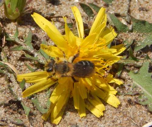 Andrena barbilabris foraging on a dandelion head - another view