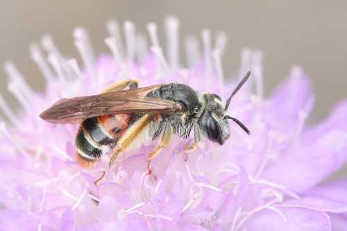 Large Scabious Mining Bee - Andrena hattorfiana.  A dark, slender bee with a reddish band on the abdomen.  She is feeding on Field Scabious, Knautia arvensis, a pale lilac purple flower.