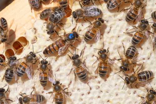 Honey bee queen marked with paint and workers