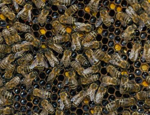 worker honey bees