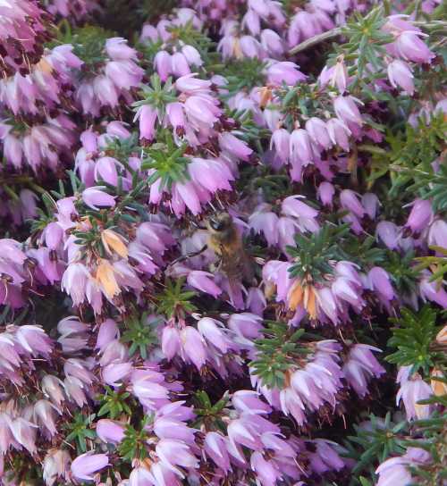 honey bee visiting purple heather honey bee on purple heather in february