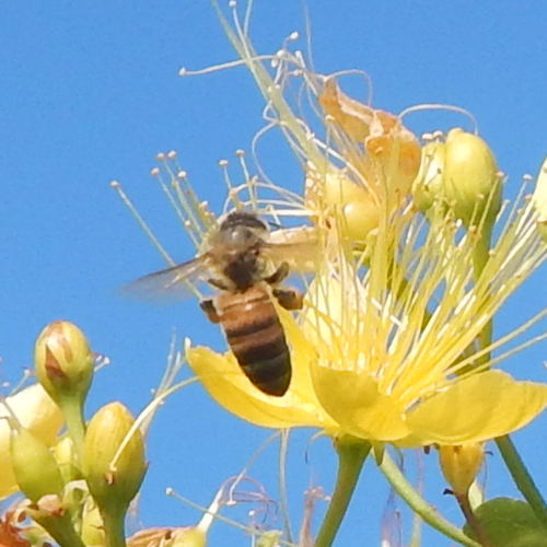 honey bee on yellow hypericum flower