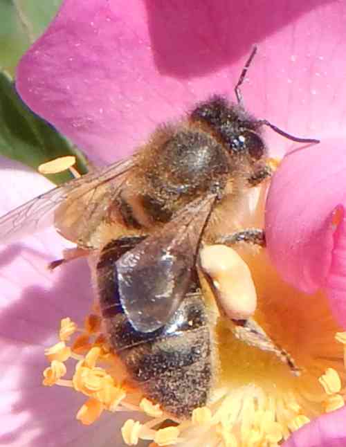 honey bee with full pollen baskets on pink rose