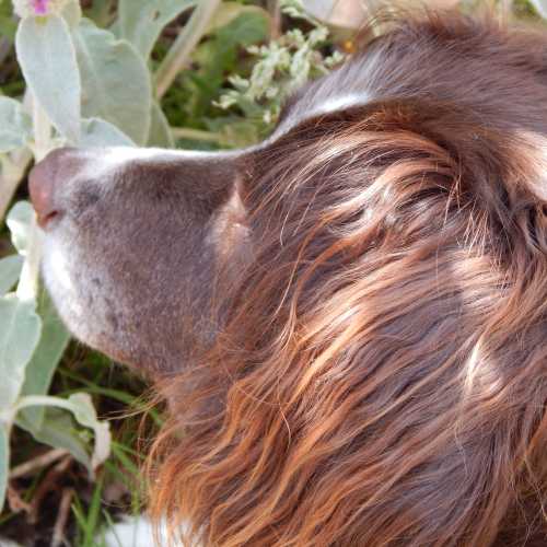 Side view of the head of our very beautiful Charlie.