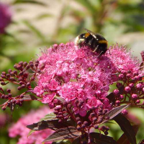 Image of Spiraea japonica Magic Carpet bumble bee on pink flower