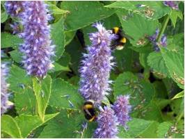 bumble bees foraging bumble bees foraging