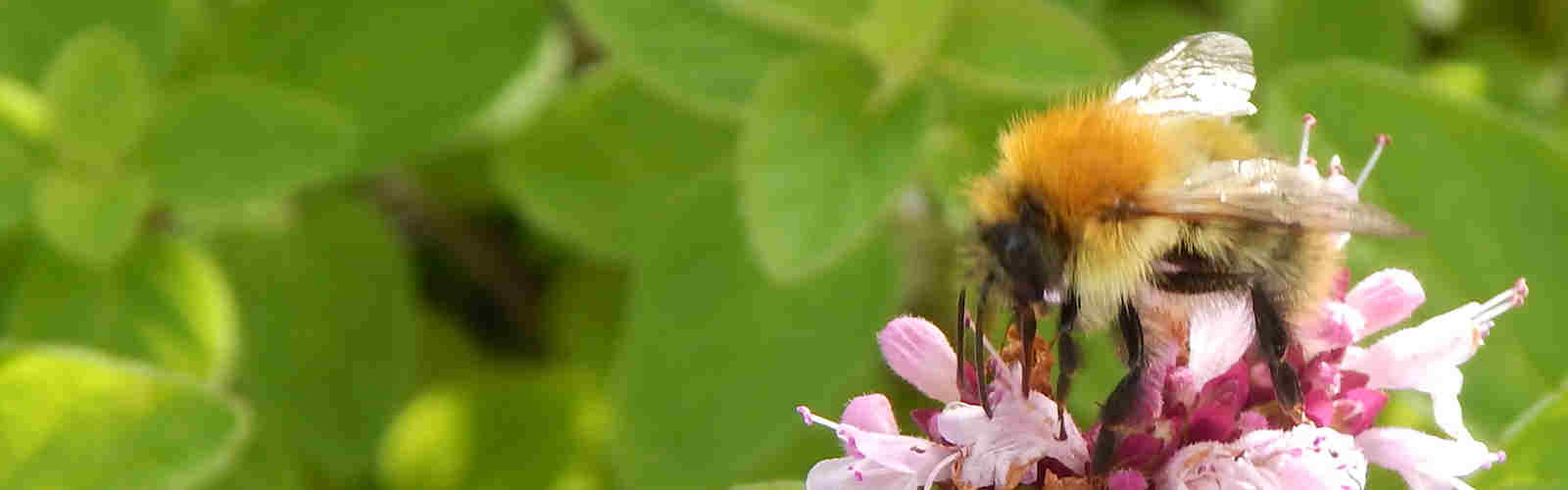 Common carder bee foraging on oregano, links to page called: 5 Reasons To Protect Bumble Bees And Their Nests
