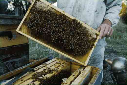 Honey Bees For Sale
