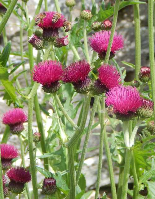 a group of Cirsium rivulare - 'Atropurpureum' flower, with 3 honey bees sharing one flower head at the back (top) of the image