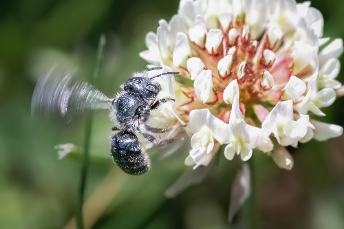 Blue Mason Bee, Osmia caerulescens  foraging on white clover flower 