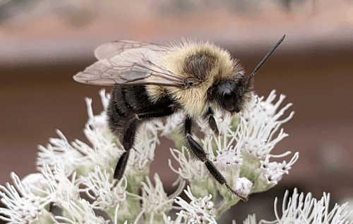 American Bumble Bee