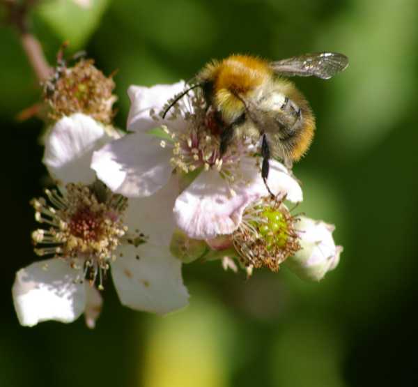 Bombus pascuorum, Common Carder Bumble Bee foraging on pale white and pink-tinged bramble flowers.  this bee is gingery in colour.
