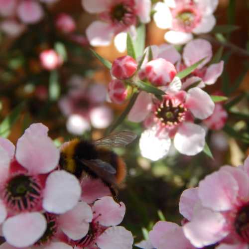 15 Flowering Shrubs For Bees