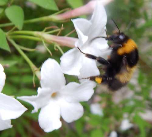 <I>Bombus hortorum</I> has a long tongue. <I>Bombus hortorum</I> has a long tongue.