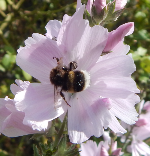 bumble bee on pale pink musk mallow -  Malva moschata