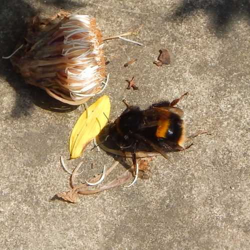 A Bombus terrestris (buff-tailed bumble bee) queen on the ground.