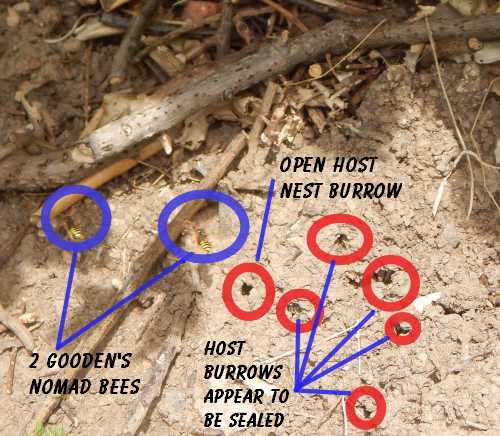 In this photograph are several burrows 
of the buffish mining bee.  The entrances to some of them are already sealed, but at least one entrance remains open. In this photograph are several burrows 
of the buffish mining bee.  The entrances to some of them are already sealed, but at least one entrance remains open.