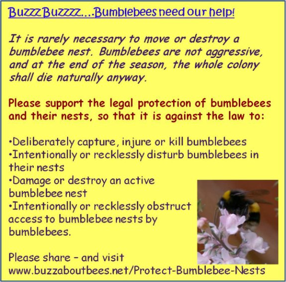 BumblebeeHelp575.jpg