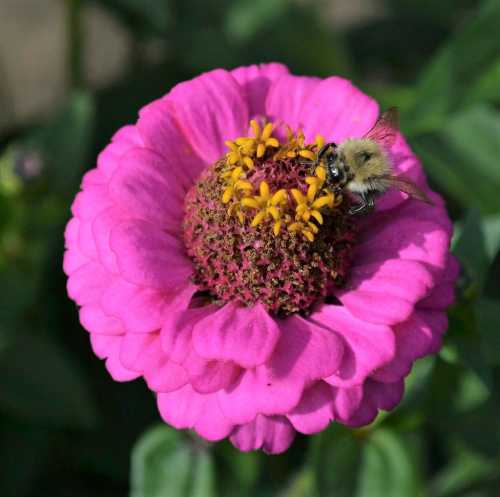 Bee Quotes About Bees In The Garden And Countryside “