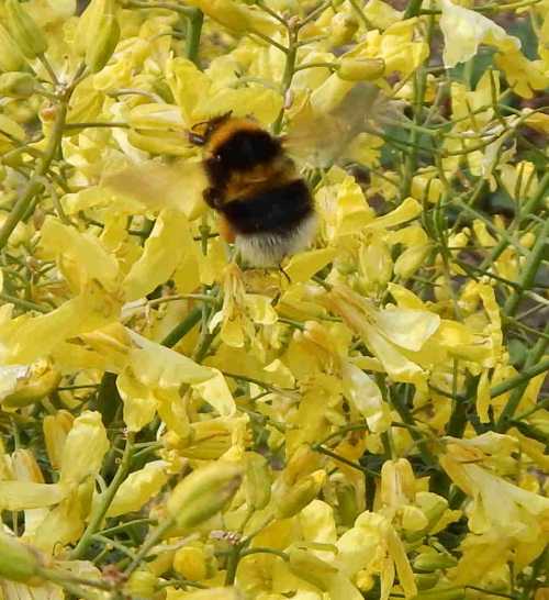 Kale Flowers Bees Love Them