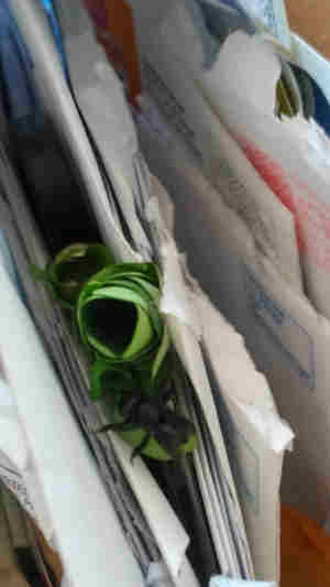 Carpenter-Mimic Leafcutter Bee