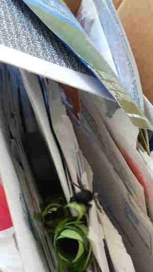 Carpenter mimic leafcutter bee with a segment of leaf and the papers where she is making her nest - fourth image.