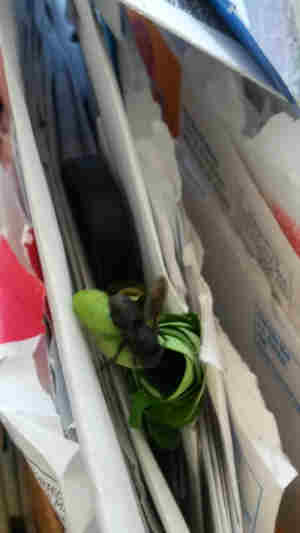 Carpenter mimic leafcutter bee with a segment of leaf and the papers where she is making her nest - sixth image.