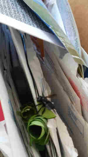 Carpenter mimic leafcutter bee with a segment of leaf and the papers where she is making her nest.