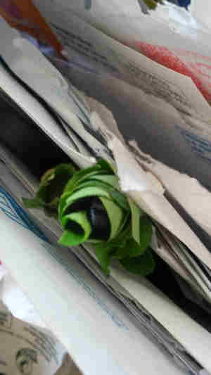 the bee is entering the leaf tube among the papers